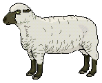 [Ordinary Sheep]