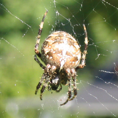 [Giant Spider]